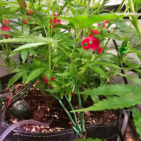 Orange Hill Spezial  #2 growlog timeline photo