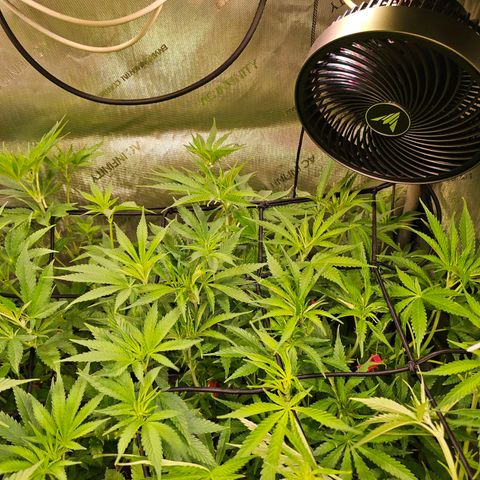 Orange Hill Spezial  #2 growlog timeline photo