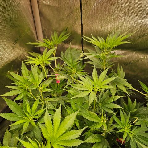 Melonade Runtz growlog timeline photo