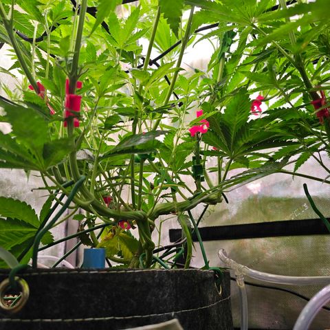 Melonade Runtz growlog timeline photo