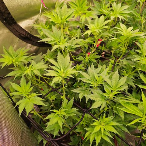 Gorilla Super Glue  #1 growlog timeline photo