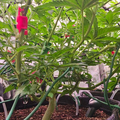 Gorilla Super Glue  #1 growlog timeline photo