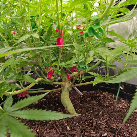 Orange Hill Spezial  #1 growlog timeline photo