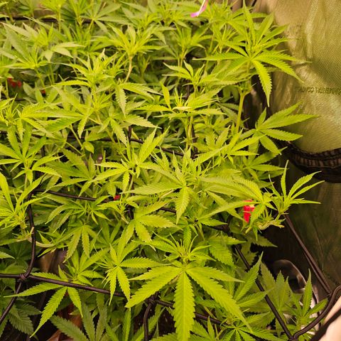 Orange Hill Spezial  #1 growlog timeline photo