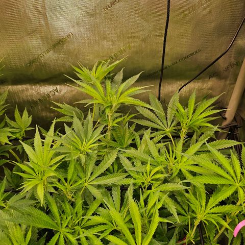 Orange Hill Spezial  #2 growlog timeline photo