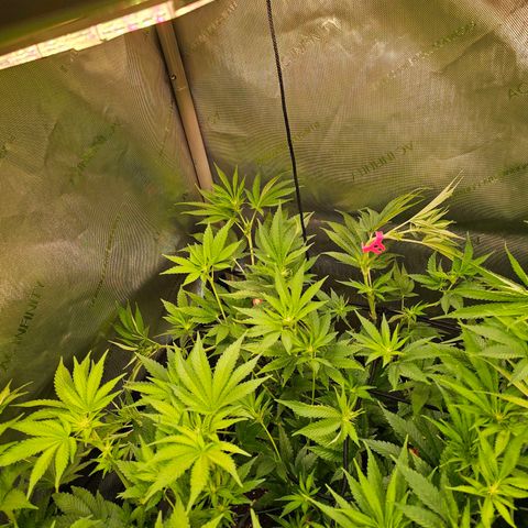 Melonade Runtz growlog timeline photo