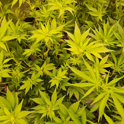 Gorilla Super Glue  #1 growlog timeline photo