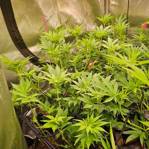 Gorilla Super Glue  #1 growlog timeline photo