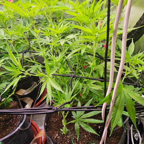Orange Hill Spezial  #1 growlog timeline photo