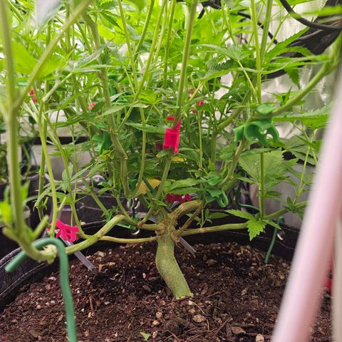 Orange Hill Spezial  #1 growlog timeline photo