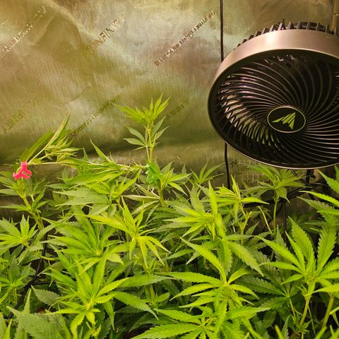 Orange Hill Spezial  #2 growlog timeline photo