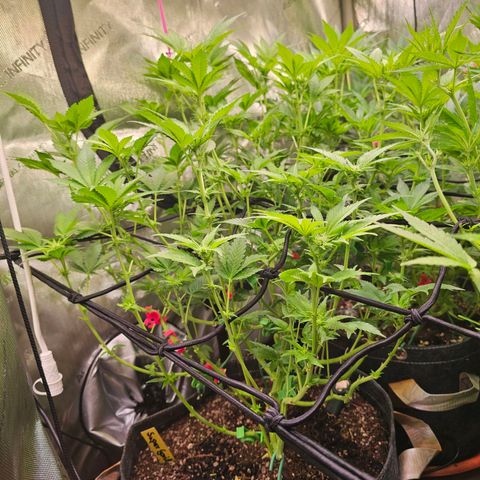 Gorilla Super Glue  #1 growlog timeline photo