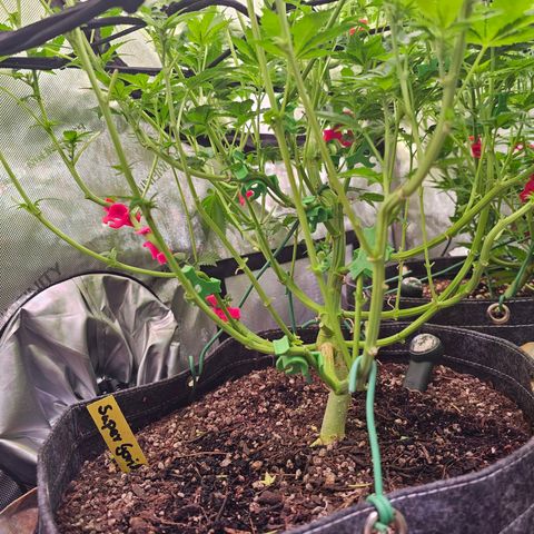 Gorilla Super Glue  #1 growlog timeline photo