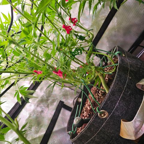 Melonade Runtz growlog timeline photo