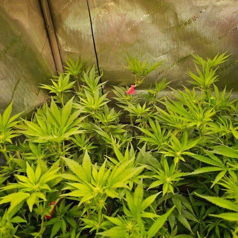 Melonade Runtz growlog timeline photo