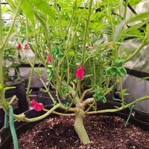 Orange Hill Spezial  #1 growlog timeline photo