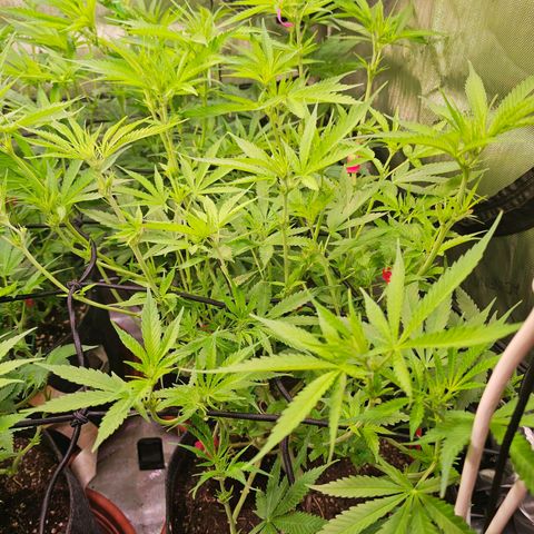 Orange Hill Spezial  #1 growlog timeline photo
