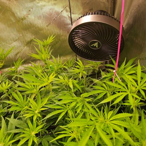 Orange Hill Spezial  #2 growlog timeline photo