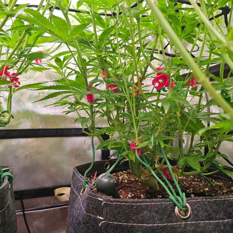 Orange Hill Spezial  #2 growlog timeline photo