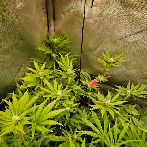 Melonade Runtz growlog timeline photo