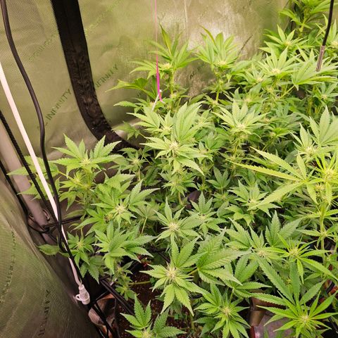 Gorilla Super Glue  #1 growlog timeline photo