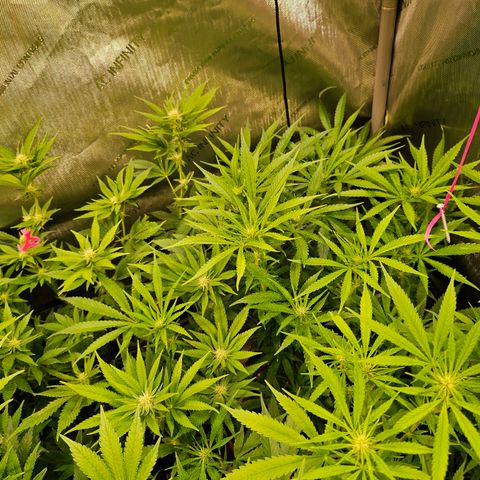 Orange Hill Spezial  #2 growlog timeline photo