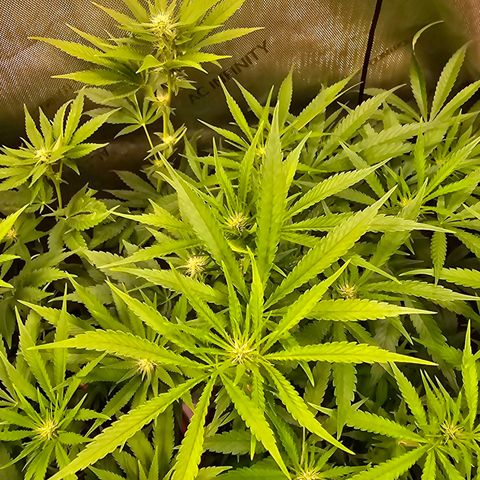 Orange Hill Spezial  #2 growlog timeline photo