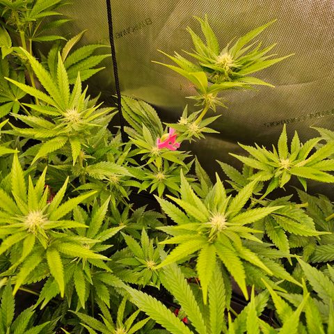 Melonade Runtz growlog timeline photo