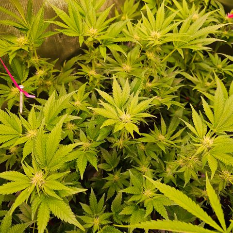 Gorilla Super Glue  #1 growlog timeline photo