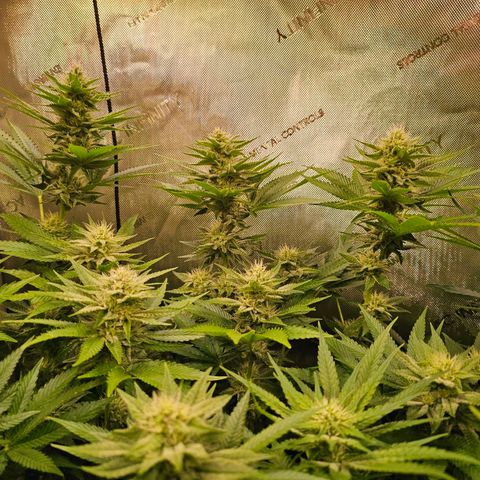 Melonade Runtz growlog timeline photo