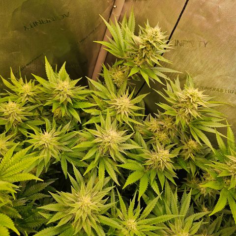 Melonade Runtz growlog timeline photo