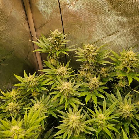 Melonade Runtz growlog timeline photo