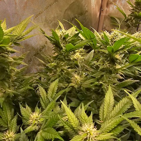 Gorilla Super Glue  #1 growlog timeline photo