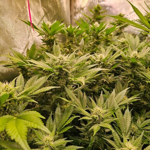 Gorilla Super Glue  #1 growlog timeline photo