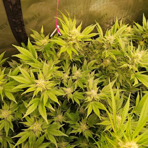 Gorilla Super Glue  #1 growlog timeline photo