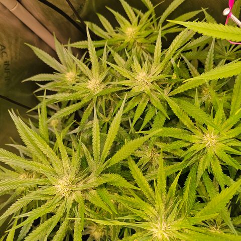 Orange Hill Spezial  #1 growlog timeline photo