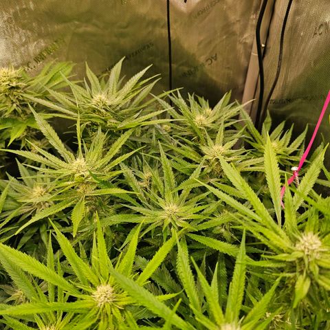 Orange Hill Spezial  #1 growlog timeline photo