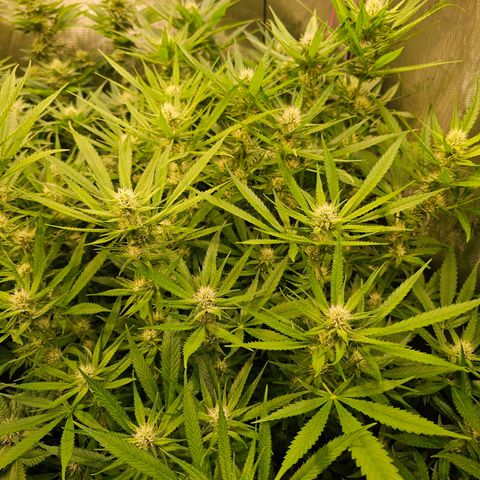 Orange Hill Spezial  #2 growlog timeline photo