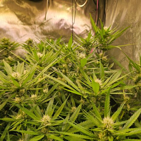 Orange Hill Spezial  #2 growlog timeline photo