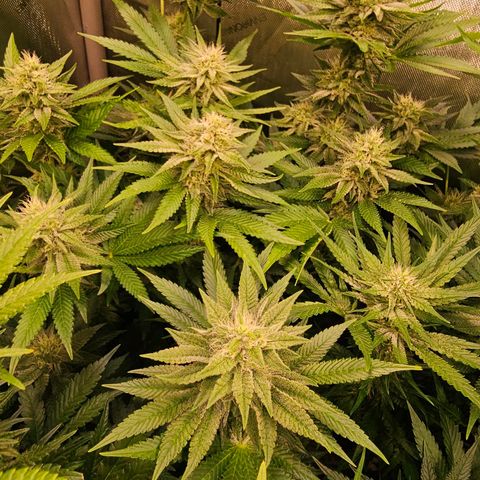 Melonade Runtz growlog timeline photo