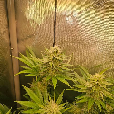 Melonade Runtz growlog timeline photo