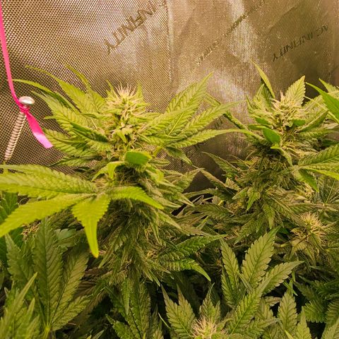 Gorilla Super Glue  #1 growlog timeline photo