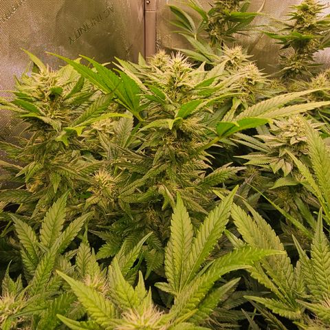 Gorilla Super Glue  #1 growlog timeline photo