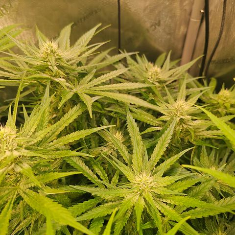 Orange Hill Spezial  #1 growlog timeline photo
