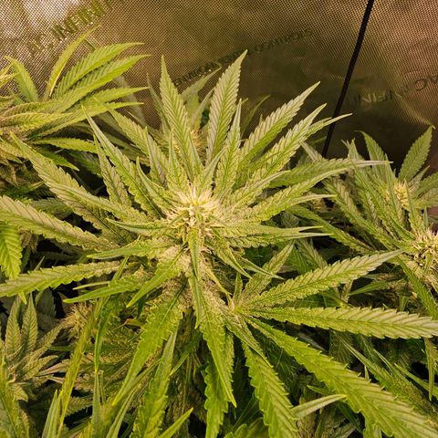 Orange Hill Spezial  #1 growlog timeline photo