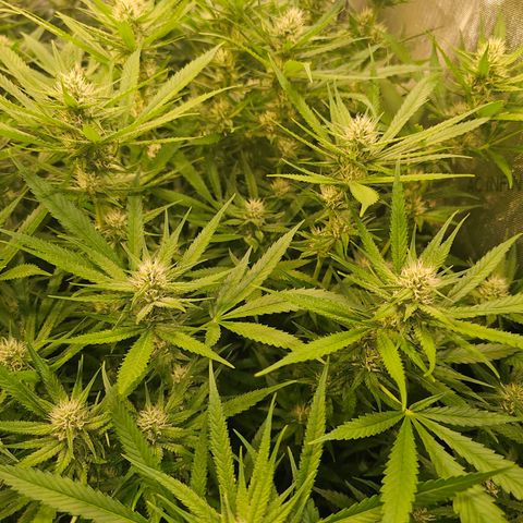 Orange Hill Spezial  #2 growlog timeline photo