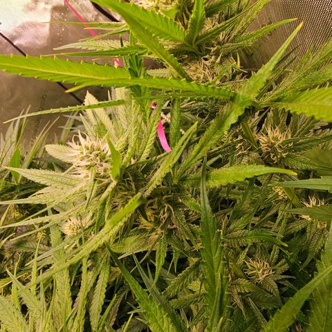 Orange Hill Spezial  #2 growlog timeline photo