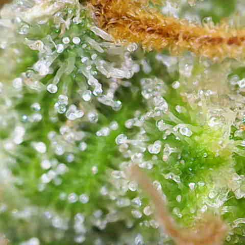 Gorilla Super Glue  #1 growlog timeline photo