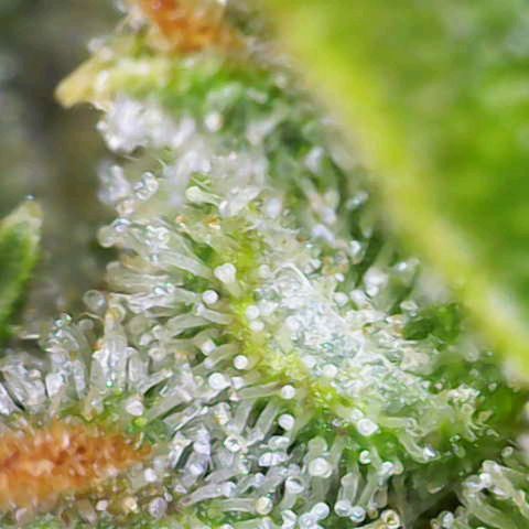 Orange Hill Spezial  #1 growlog timeline photo