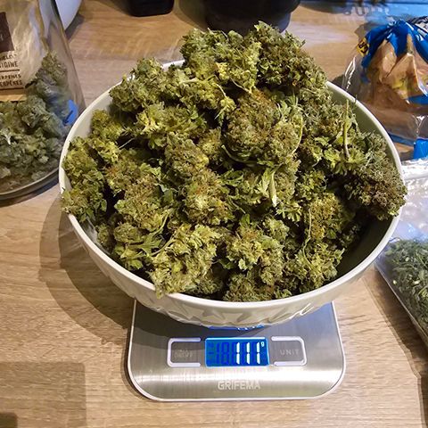 Gorilla Super Glue  #1 growlog timeline photo